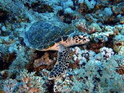 Always around, turtles by Eduard Bello 